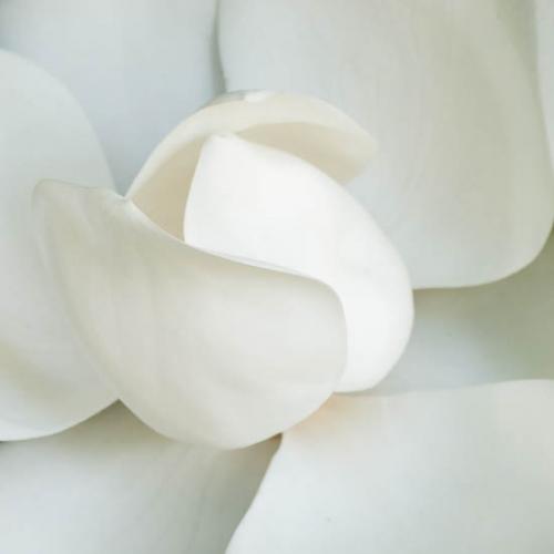 Bloom;Blossom;Blossoms;Close-up;Flower;Floweret;Flowering;Flowers;Green;Healing;Health care;Healthcare;Image type;Magnolia;Oneness;Pastoral;Peaceful;Petal;Petals;Photo specs;Plant;White;bloom;botanical;botanicals;calm;flora;floral;restful;serene;soothing;tranquil;zen